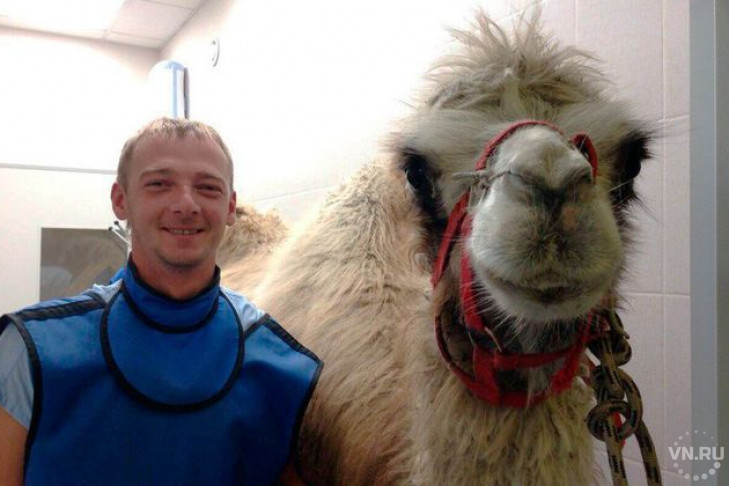 Верблюд с больным зубом обратился к новосибирским врачам
