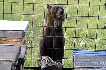 Медведь пытался ограбить пасеку в Кыштовском районе