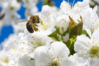 Пчеловоды обеспокоены массовой гибелью пчел на Алтае