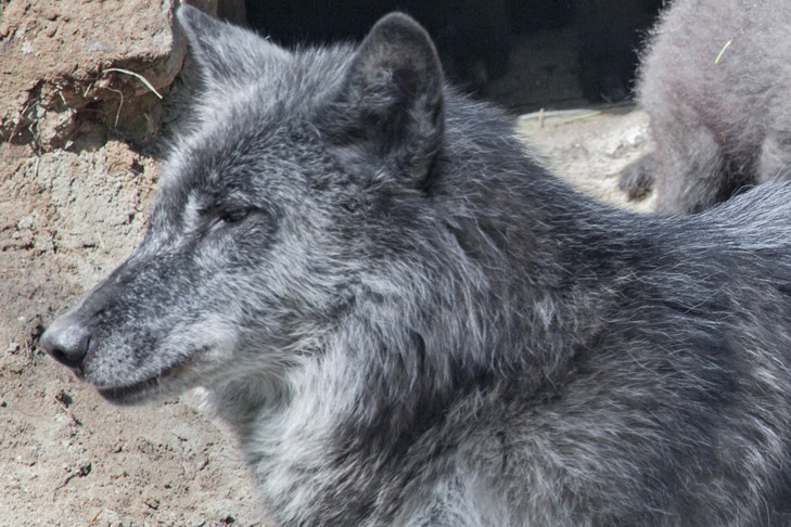 Стаю канадских черных волков застрелят в Сузунском районе