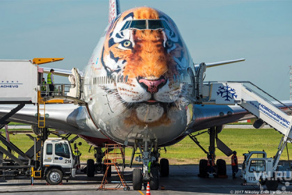 Самолет с мордой тигра приземлился в Толмачево