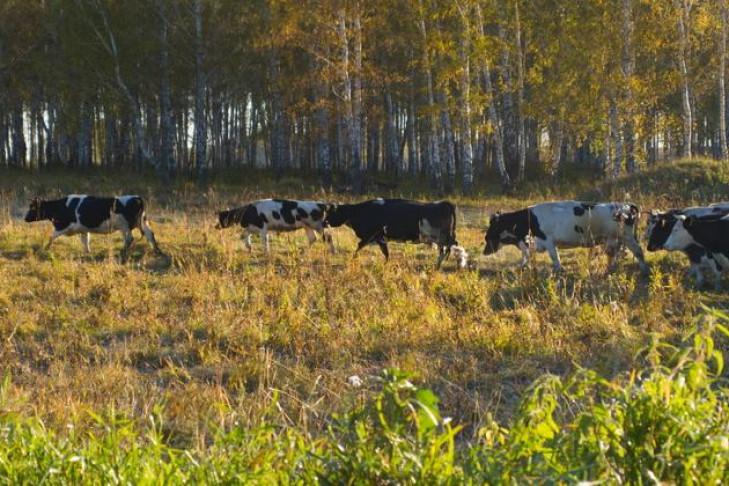 Лейкоз атакует коров в районах Новосибирской области