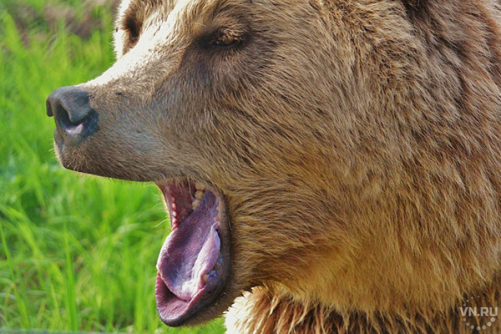 Медведя вместо пропавшего пенсионера нашли волонтеры