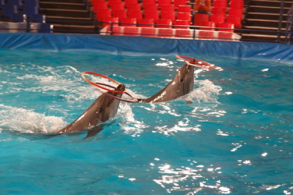 Новосибирцы начали плавать с дельфинами за 5 тысяч рублей 