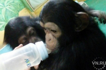 Семейные шалости шимпанзе Люси и Фили попали на YouTube