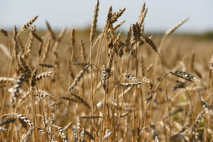 На зерновых интервенциях аграрии области продали десять тысяч тонн
