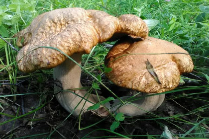  Где нельзя собирать грибы под Новосибирском