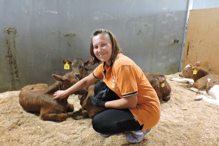 «Железная леди» разводит коров в Искитимском районе