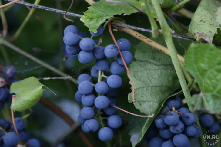 Для приготовления вина новосибирец похитил виноград