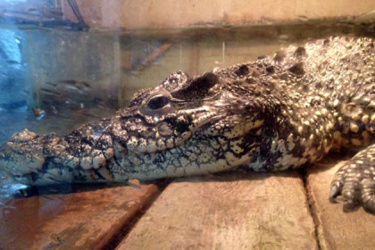  Квартирный вопрос для крокодилов решили в Новосибирске 