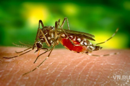 Комары, слепни и шершни атакуют новосибирцев летом 2017