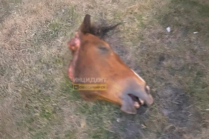 Голову коня выбросили из окна на улице Романтиков в Новосибирске