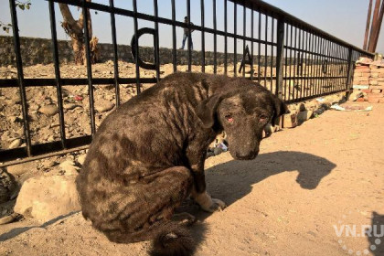 Новосибирские ветеринары спасают прокаженных собак в Индии
