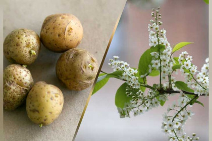 Черемуха зовет: биолог назвал лучшее время для посадки картофеля в Новосибирске