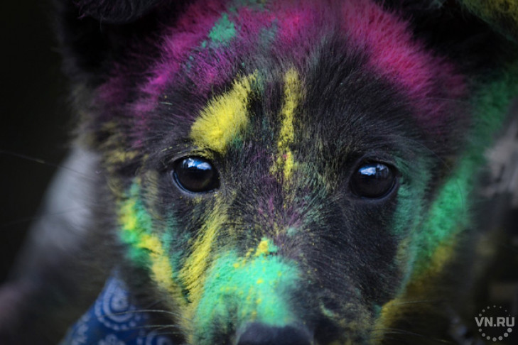 Бездомных собак раскрасили во все цвета радуги в Новосибирске