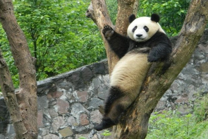 Империя панды – фоторепортаж из провинции Сычуань