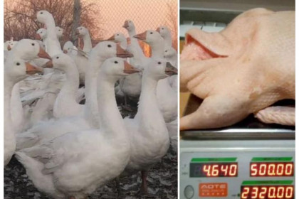 Гуси и утки-нелегалы по 500 за кило заполонили интернет накануне Нового года