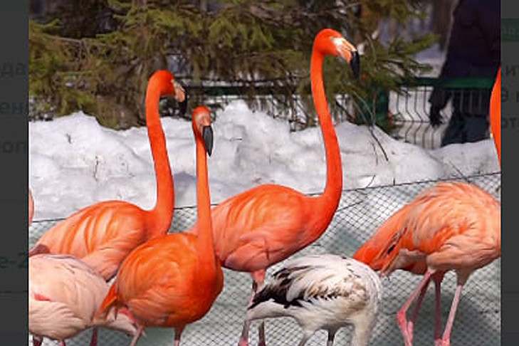 Фламинго выпустили на свободу в Новосибирском зоопарке 27 марта