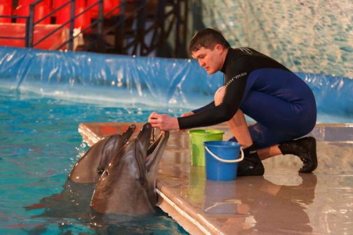 Новосибирский дельфинарий уходит в отпуск до февраля