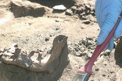 Новосибирские ученые нашли кости зеброослоподобного существа