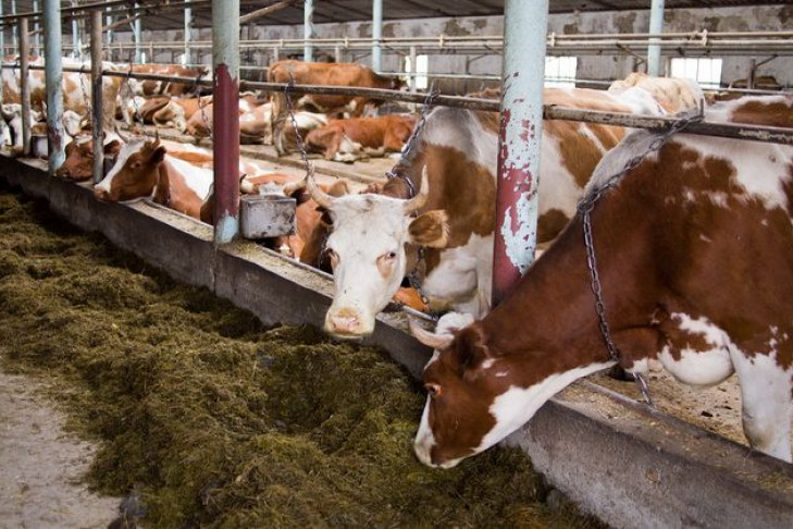 Бердчане научатся содержать коров в городе