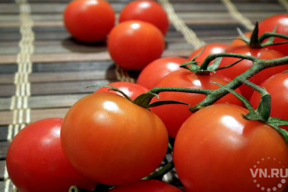 Вредная американская моль появилась в Новосибирске вместе с томатами