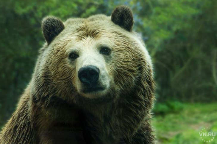Медведь, напавший на жительницу Кыштовки, ушел от наказания
