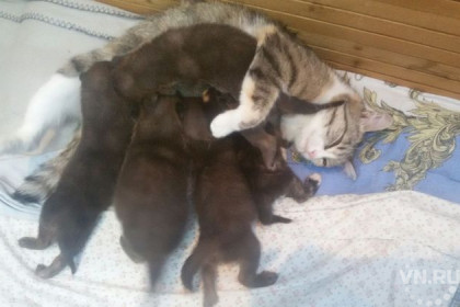 Кошка Муська стала матерью пятерым волкам в Новосибирске 