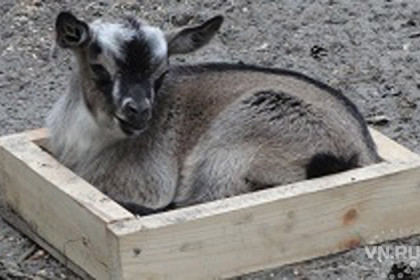 В минус 30°С африканская коза родила двойню в Новосибирске 