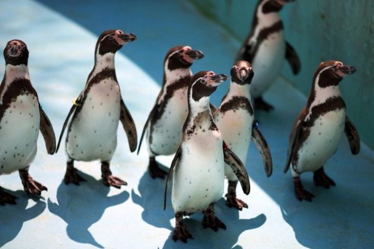 Показательное кормление пингвинов состоится в Новосибирском зоопарке