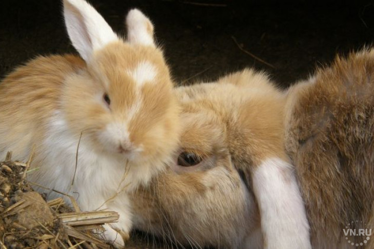 Выращивают кроликов и делают прически в Убинском районе