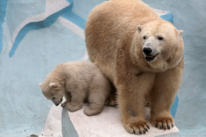Медвежонка Ростика отселили от мамы Герды в Новосибирском зоопарке