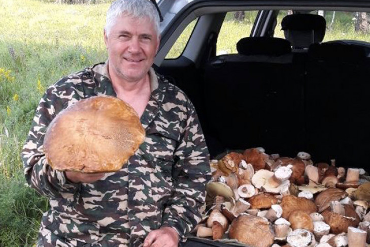 Гигантский белый гриб найден в Новосибирской области 