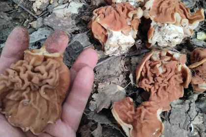 Редкий гигантский строчок нашел грибник в Искитимском районе