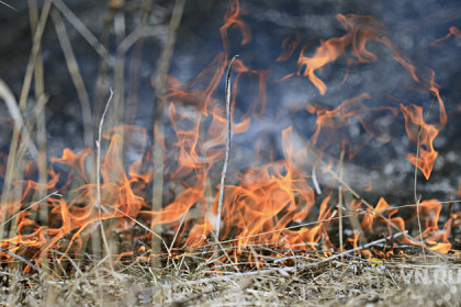 Облаву на поджигателей травы начали в Новосибирской области