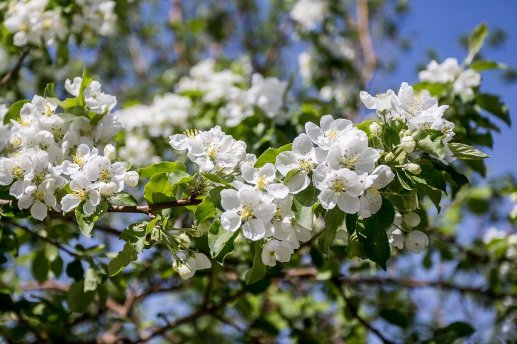 Об опасностях повторного цветения яблонь предупредили новосибирских садоводов