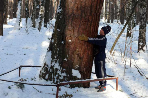 В Новосибирске погибло самое старое дерево