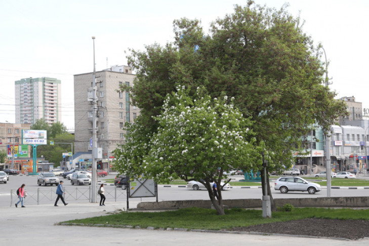 Жилье с самой низкой стоимостью «квадрата» найдено в Новосибирске