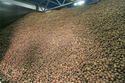Больше картофеля стали сажать в регионе