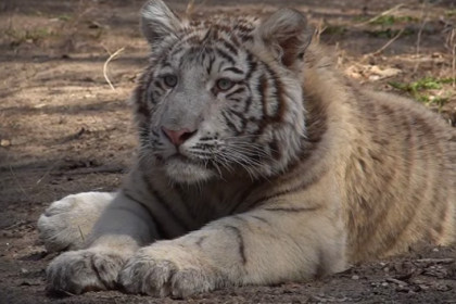Белый тигренок Кови появился в зоопарке Новосибирска