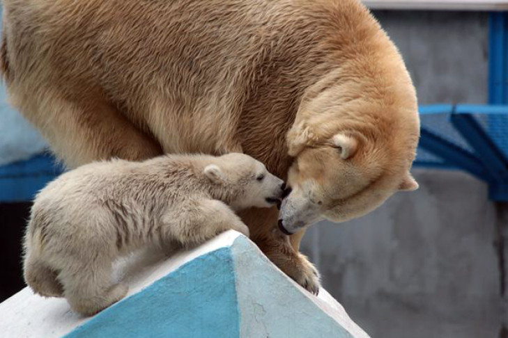 Шкуру белого медведя запретили продавать жителю Довольного 