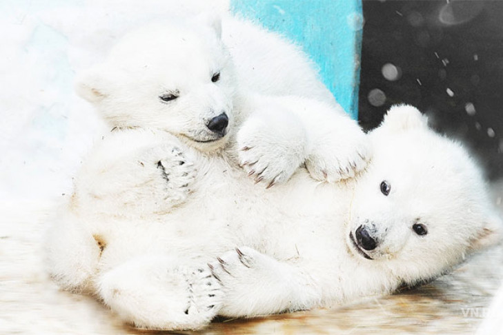 Зитой и Гитой могут назвать белых медвежат в Новосибирске