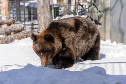 Медведь-людоед Леха вышел из 4-месячной спячки в Новосибирском зоопарке