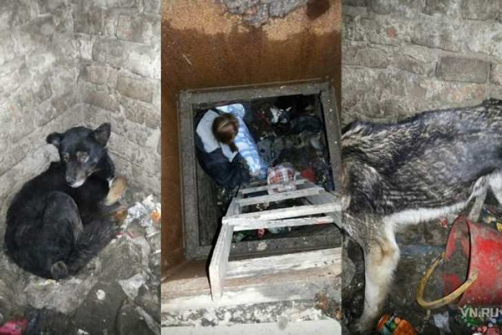 Собак из погреба смерти вызволили новосибирцы