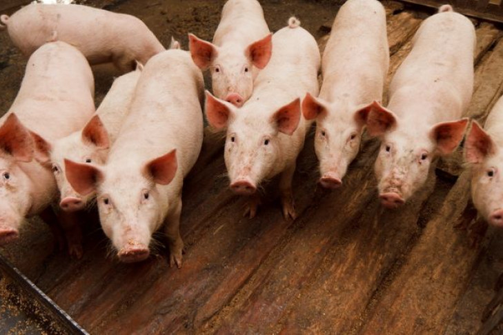 Две свиньи погибли в регионе, но не от африканской чумы 
