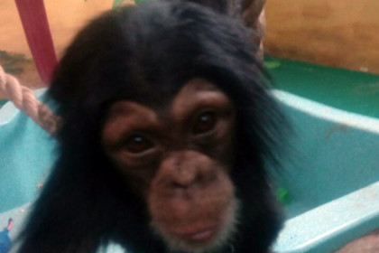 Машинки, кубики и мячи для шимпанзе-непосед собирает зоопарк 