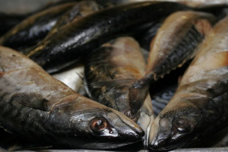 Тайник с талой рыбой нашли в Новосибирске 