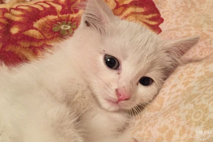 Белого котенка спасли из подземелья новосибирские диггеры