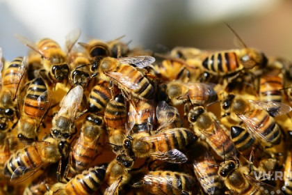 Старых самок на молодых меняют болотнинские пчеловоды