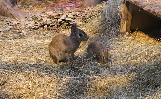 мары фото Новосибирского зоопарка